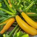 Zucchini Yellow - Image 2